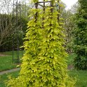 Humulus lupulus 'Aureus'